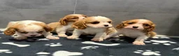 Cavalier King Charles Spaniel dogs for sale: 🐶King Charles cavalier puppy’s ⭐️⭐️⭐️⭐️⭐️ - Advert 4