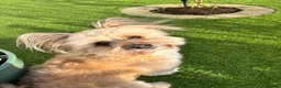 Mixed Breed dogs for sale: Name Pia  - Advert 1