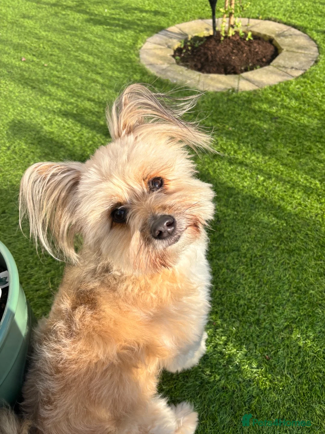 Mixed Breed dogs for sale: Name Pia  - Advert 1