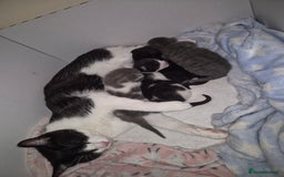 Mixed Breed cats for sale: 2 gorgeous mixed colour boys - Image 12