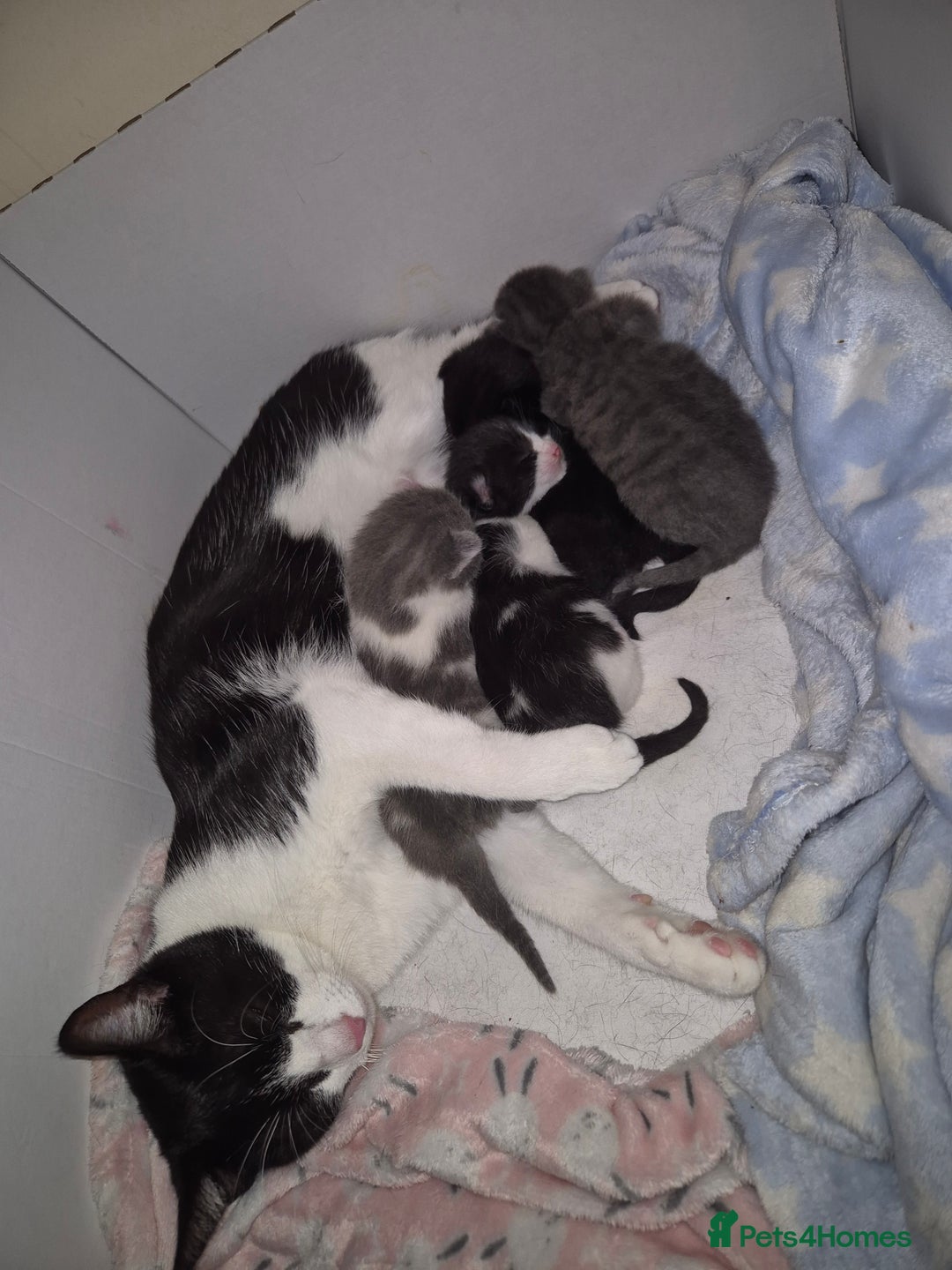 Mixed Breed cats for sale: 2 gorgeous mixed colour boys - Image 12