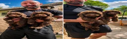 Cockapoo dogs for sale: 2 GIRL F1 COCKAPOOS  - Advert 2