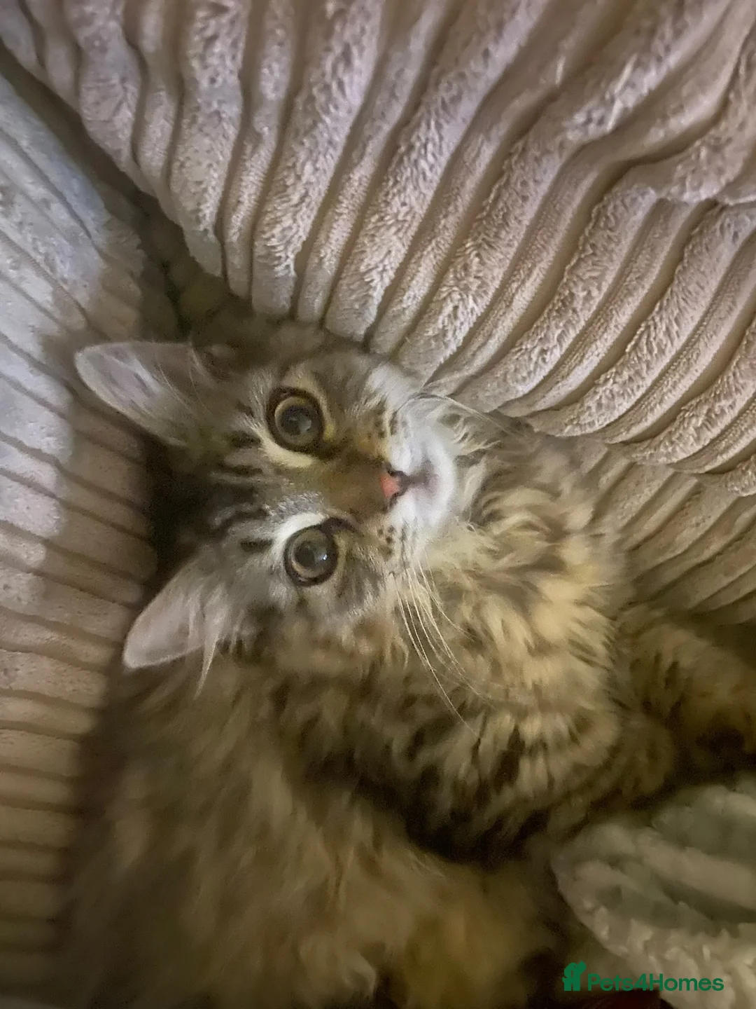 Siberian cats for sale: Stunning Siberian very reduce price  - Advert 2