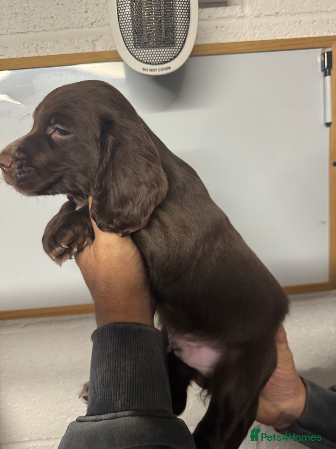Sprocker dogs for sale: Sprocker Spaniel Pups- Ready To Go - Image 3