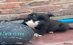 Alapaha Blue Blood Bulldog dogs for sale: ALAPAHA BLUE BLOOD BULLDOGS  - Image 5