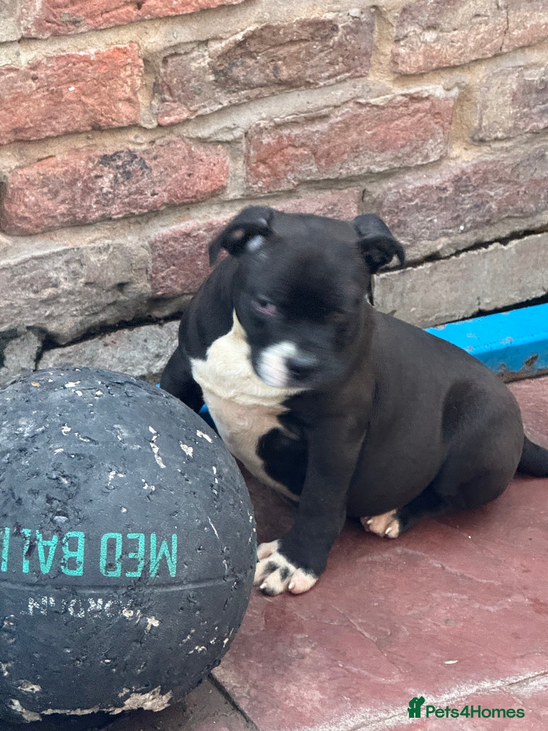 Alapaha Blue Blood Bulldog dogs for sale: ALAPAHA BLUE BLOOD BULLDOGS  - Image 5