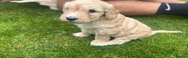 Cockapoo 2