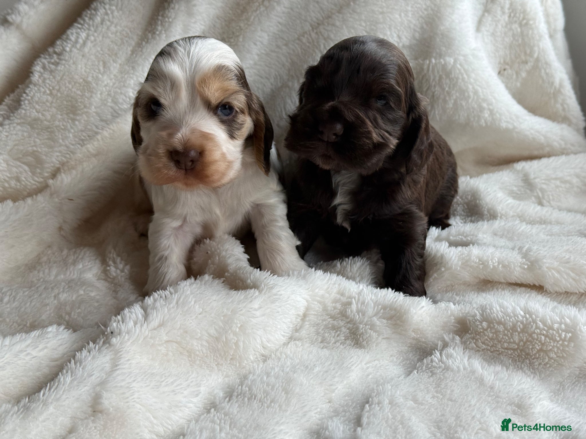 Cocker Spaniel dogs KC Show Cocker Spaniels  - Advert 1