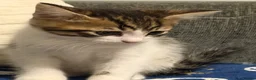Siberian cats for sale: Ready now Gorgeous Siberian mixed kitten male  - Advert 2