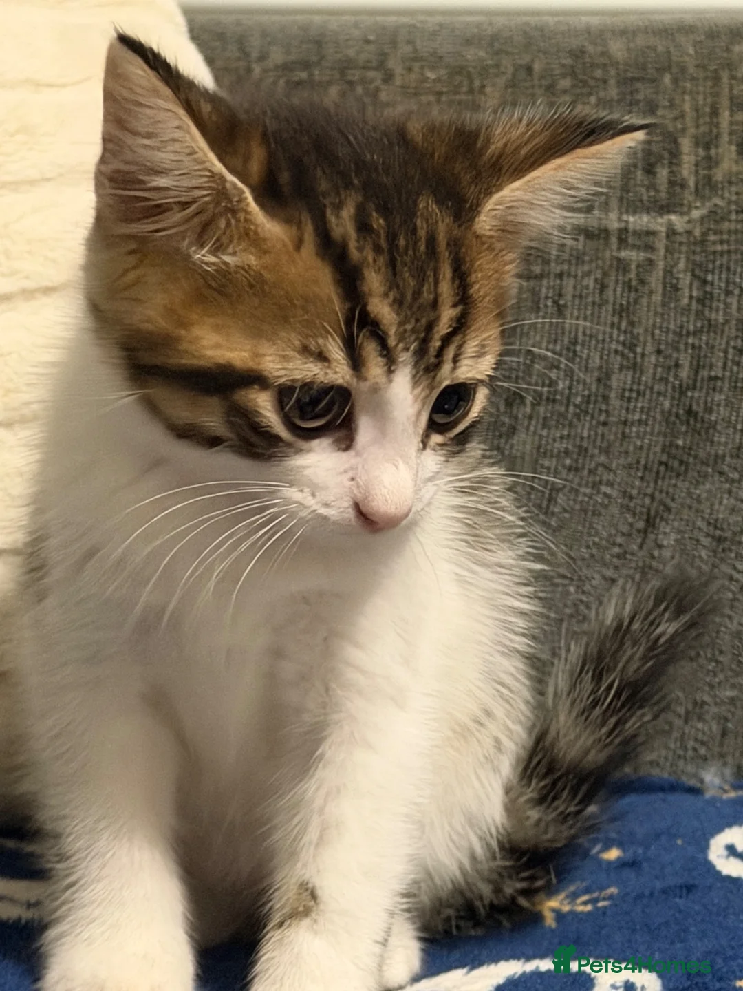 Siberian cats for sale: Ready now Gorgeous Siberian mixed kitten male  - Advert 2
