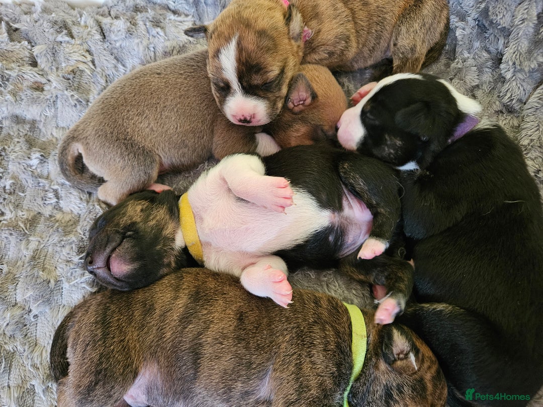 Mixed Breed dogs for sale: American Bulldog Cross Staffy puppies  - Image 29