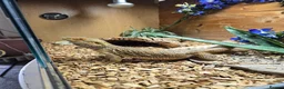 Bearded Dragon reptiles for sale: Bearded dragon  - Advert 1