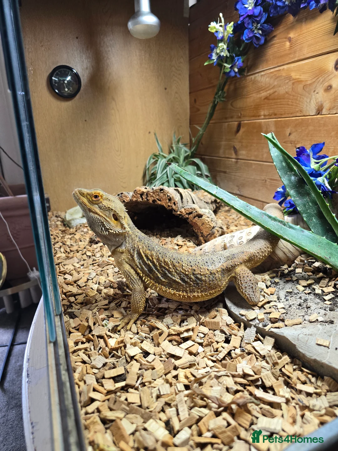 Bearded Dragon reptiles for sale: Bearded dragon  - Advert 1