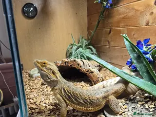 Bearded Dragon reptiles Bearded dragon - Advert 3