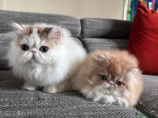 Persian cats Quality Persian Girls - Available Now - Advert 3