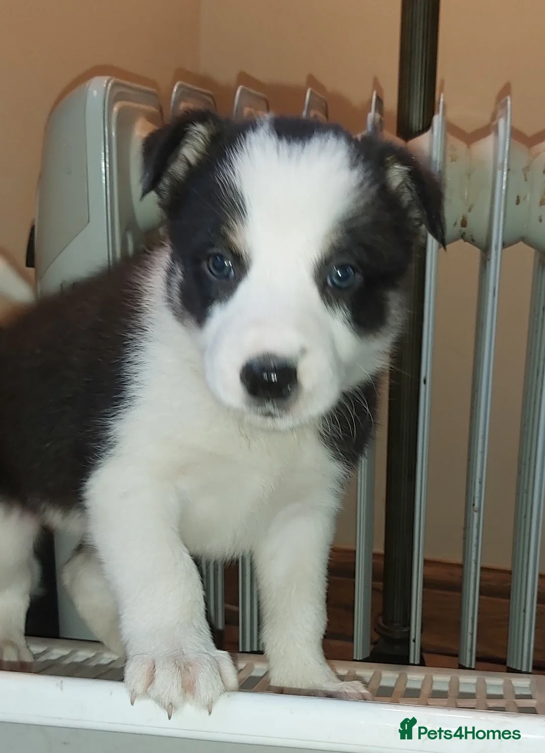 Border Collie dogs for sale: Beautiful Tri Coloured Border Collie Puppies - Advert 4
