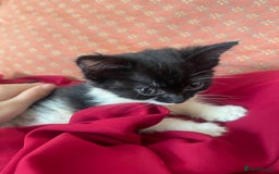 Mixed Breed cats for sale: Two beautiful kittens ready to leave - Image 12