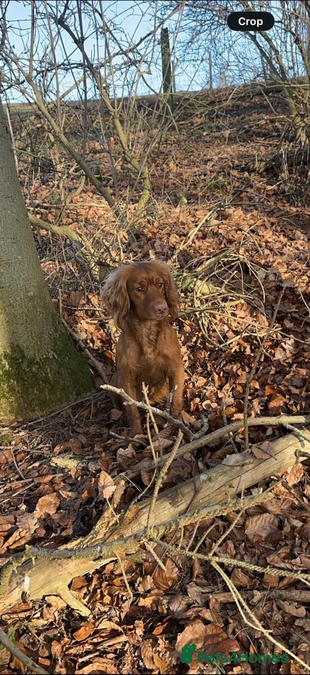 Cocker Spaniel dogs for sale: Working cocker spaniel  - Advert 2