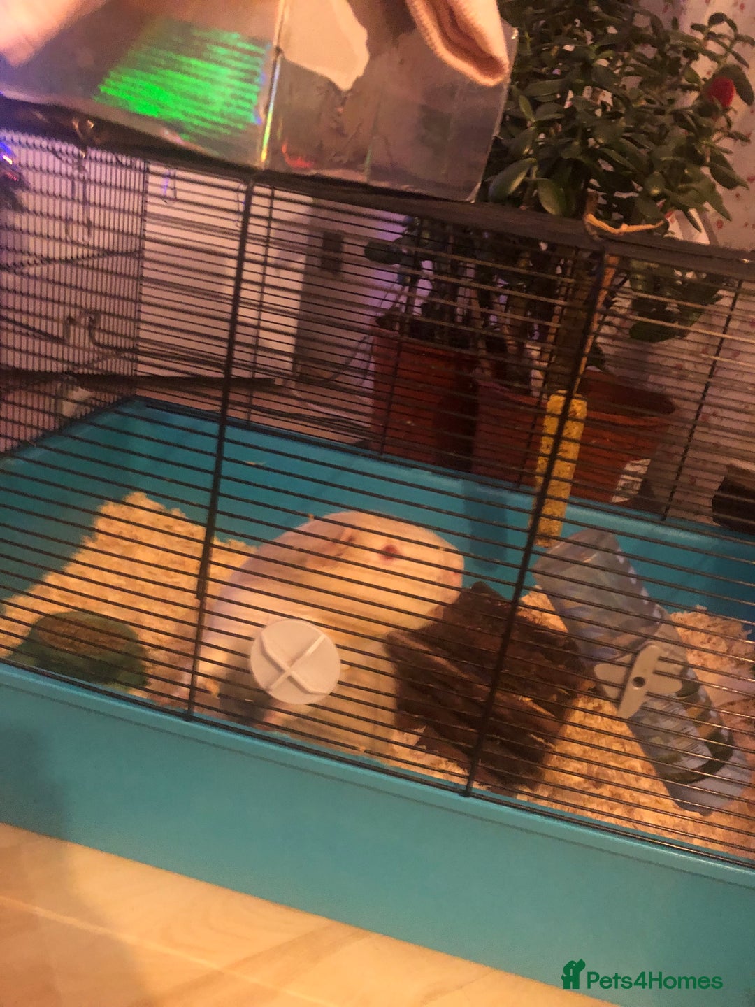 Guinea Pig rodents for sale: Guinea pig  - Advert 2