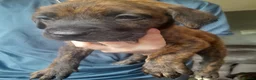 Mixed Breed dogs for sale: Cane corso  ** tiff/alsation puppies - Advert 3