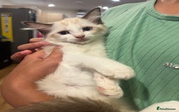 Ragdoll cats for sale: Last few Ragdoll Kittens—price reduced  - Image 20
