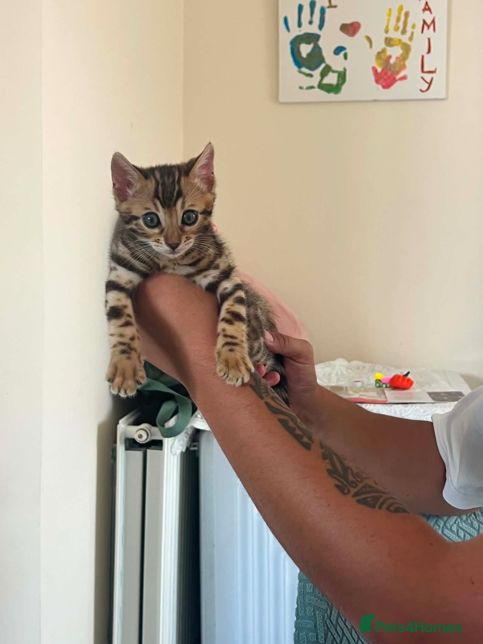 Bengal cats Bengal Kitten Boy - Advert 17