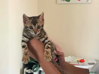Bengal cats Bengal Kitten Boy - Advert 17