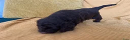 Cockapoo dogs for sale: Beautiful Cockapoo* Toy Poodle Puppies  - Advert 15