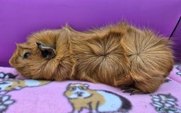 Guinea Pig rodents for sale: Californian Boar, Aby Sow & Self from Cali Sow - Image 6