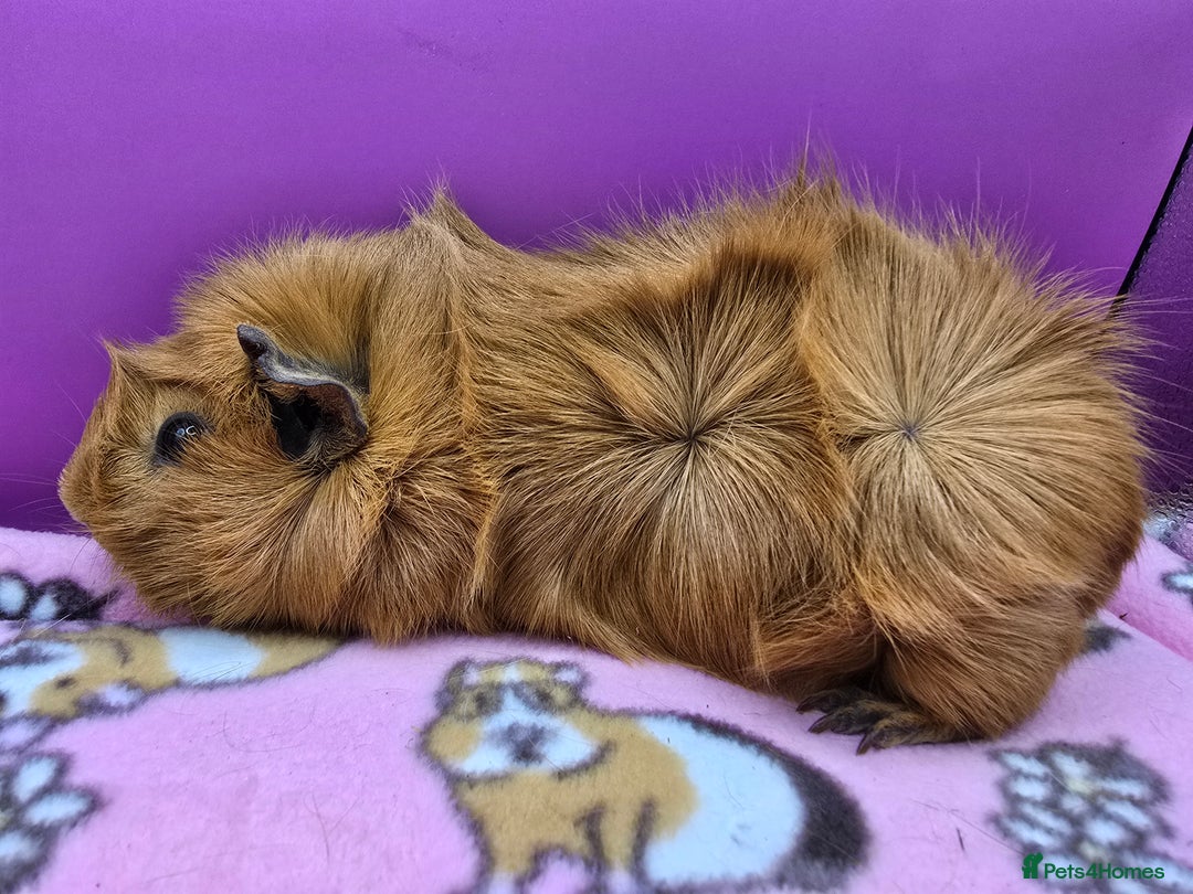 Guinea Pig rodents for sale: Californian Boar, Aby Sow & Self from Cali Sow - Image 6
