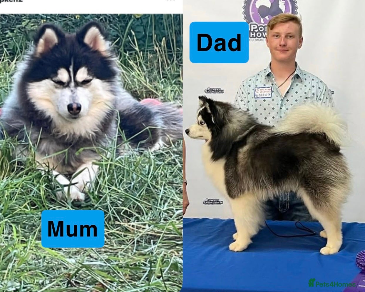 Pomsky dogs Pomsky Female for sell  - Advert 2