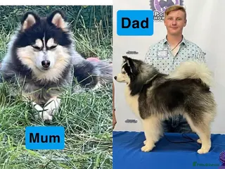 Pomsky dogs Pomsky Female for sell - Advert 8