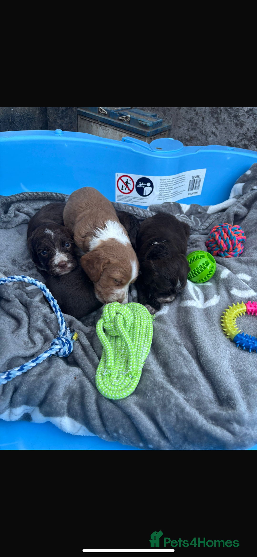 Cockapoo dogs for sale: Cockerpoo pups for sale - Image 12
