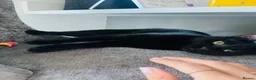 Burmese cats for sale: Beautiful Burmese Siamese Cross 24 weeks in Horsham - Advert 3