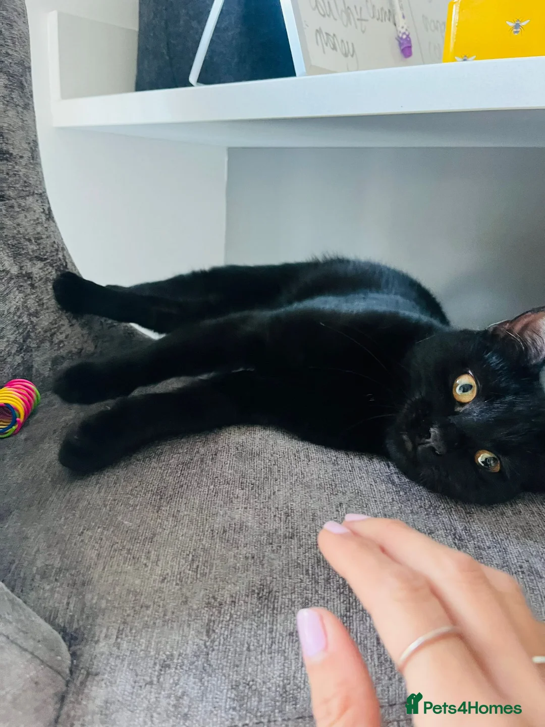 Burmese cats for sale: Beautiful Burmese Siamese Cross 24 weeks in Horsham - Advert 3