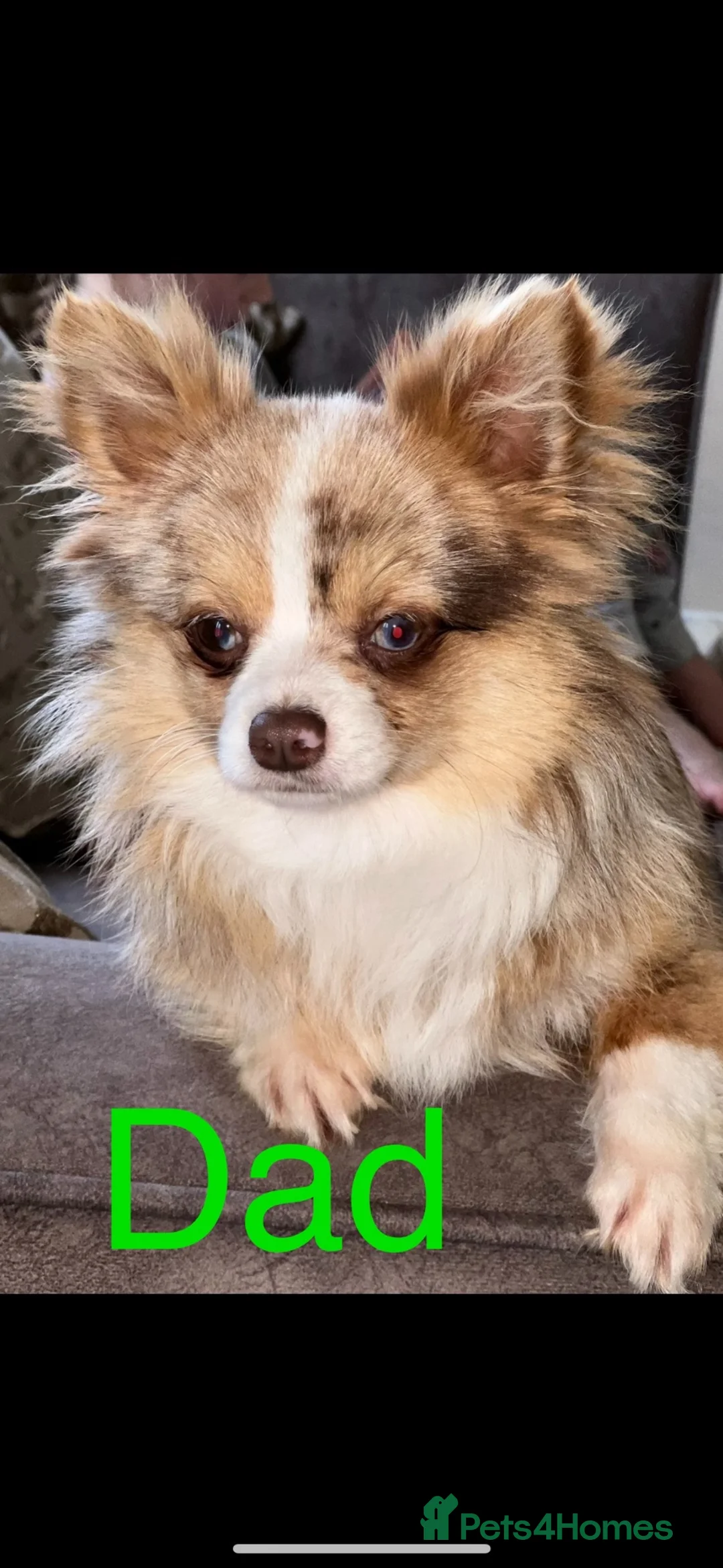 Chihuahua dogs for sale: Chihuahua merle puppies - Advert 3