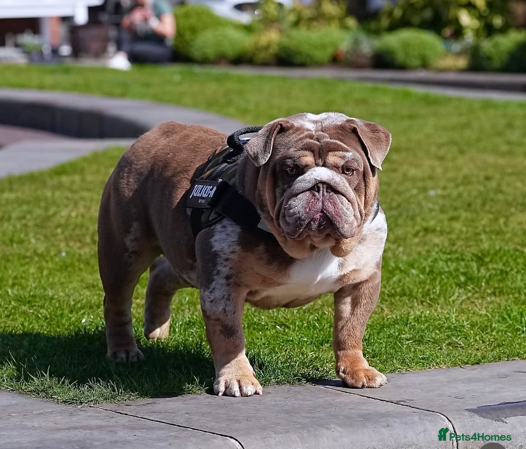 English Bulldog dogs for sale: QUALITY ENGLISH BULLDOG PUPPIES - Image 20