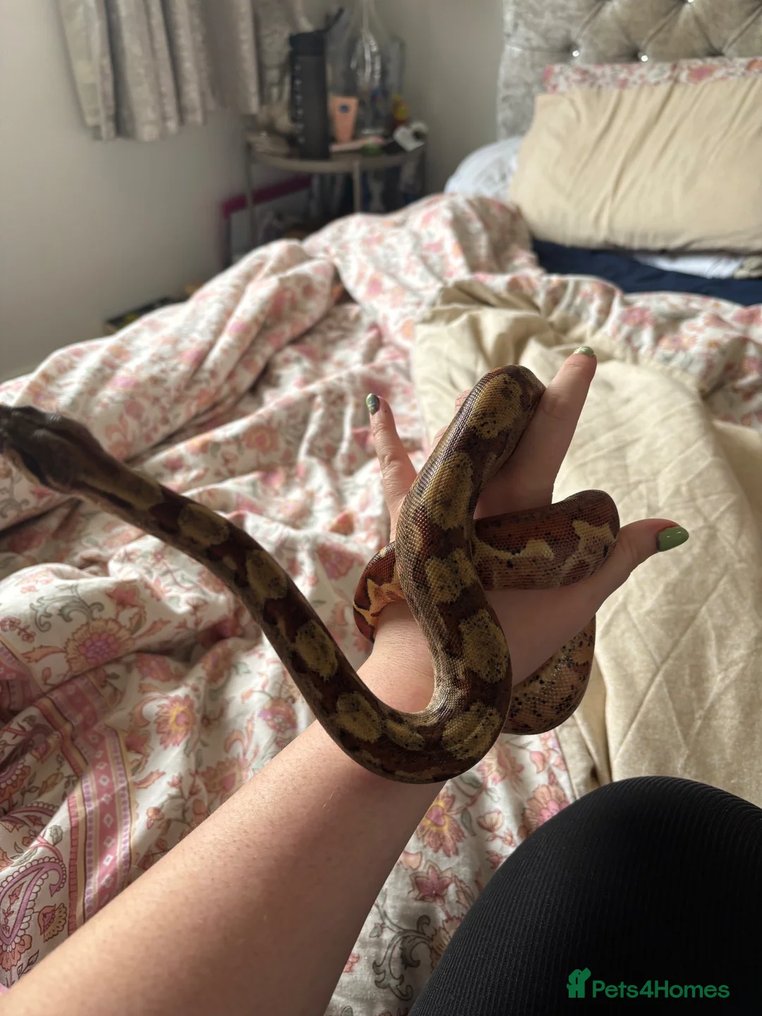 Boa Snake reptiles for sale: Youth boa constrictor for rehoming - Advert 5