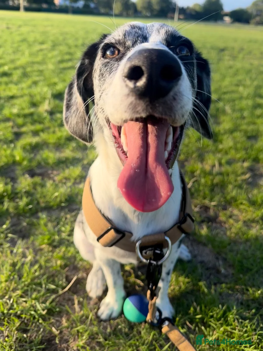 Sprollie dogs for sale: 6 month old sprollie  in Oxford - Advert 1