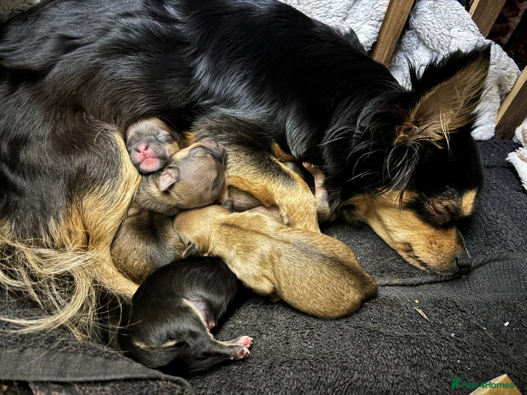 Pomchi dogs for sale: Beautiful female puppy ready now!  in Godstone - Image 15