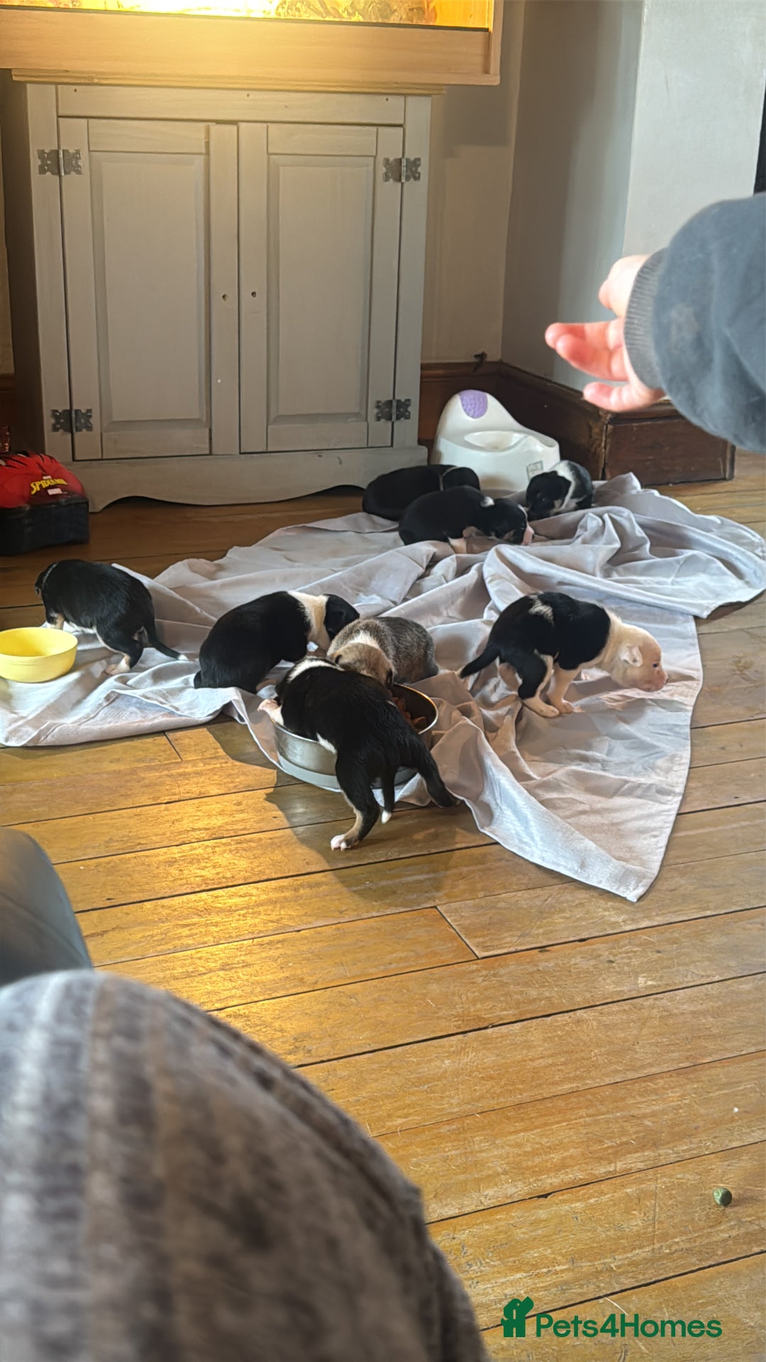 Mixed Breed dogs for sale: Pups for sale  - Advert 5