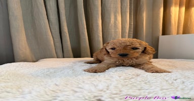 Australian Labradoodle dogs - Advert 8