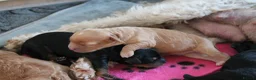 Cavapoo dogs for sale: Beautiful F1B Toy Cavapoo Puppies in Bolton - Advert 15