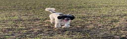Standard Poodle dogs for stud: Standard party poodle in Marlborough - Advert 16