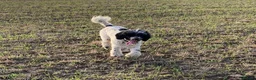 Standard Poodle dogs for stud: Standard party poodle in Marlborough - Advert 16