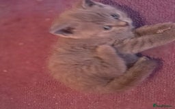 British Shorthair cats for sale: 6 x British Short-haired Blue kittens for sale - Image 8