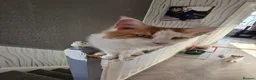 Maine Coon cats for stud: DUAL REGISTERED PROVEN  XXL BOY - Advert 9