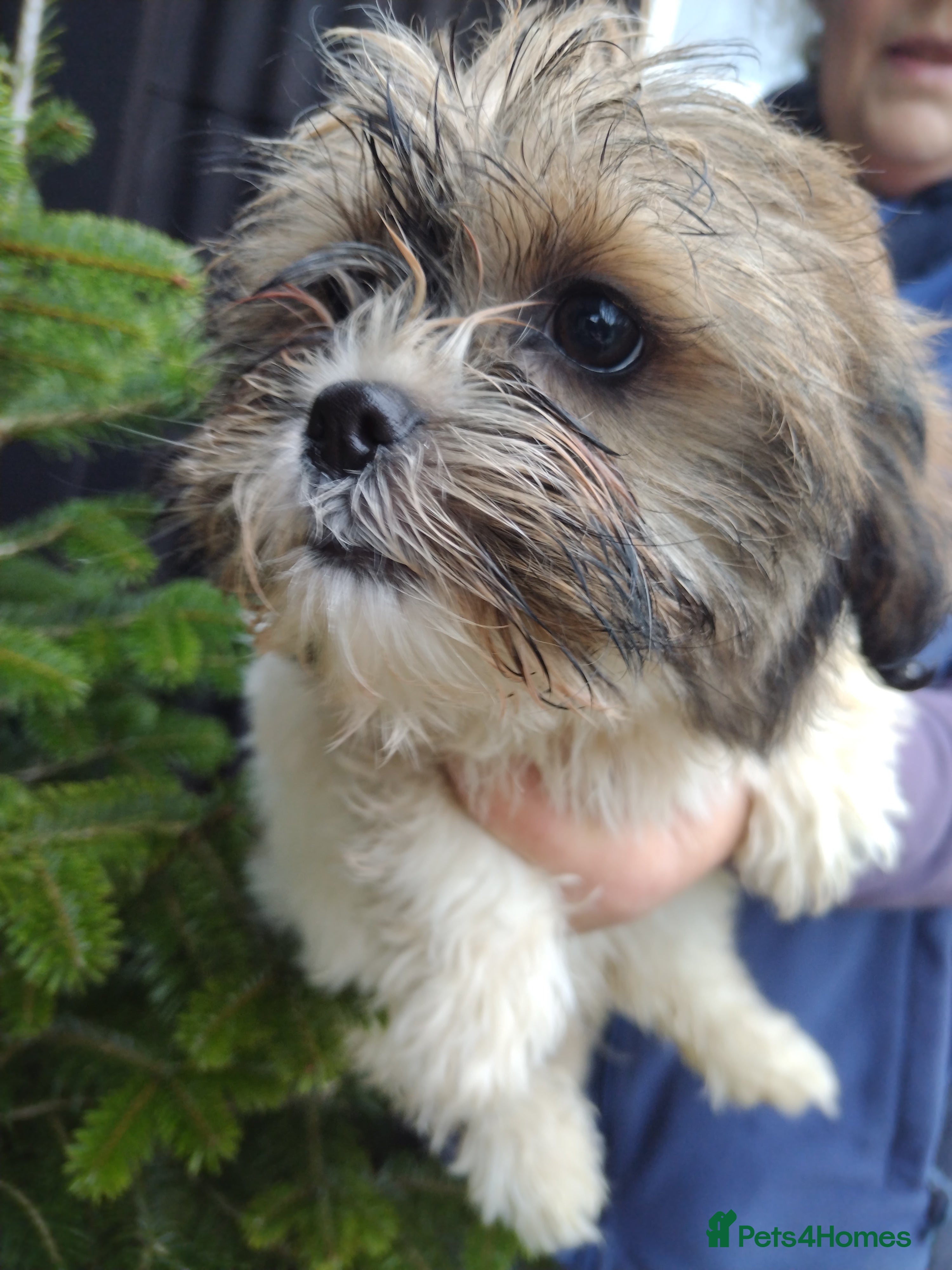 Beagle Puppy Shih Tzu Cross Beagle Cute Little Maltese-beagle-shih