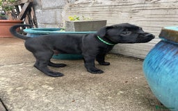 Staffordshire Bull Terrier dogs for sale: 1 boy Champion black Staffordshire puppy  - Image 5