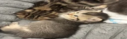 British Shorthair cats for sale: 6 weeks old Kittens  in Cambridge - Advert 14